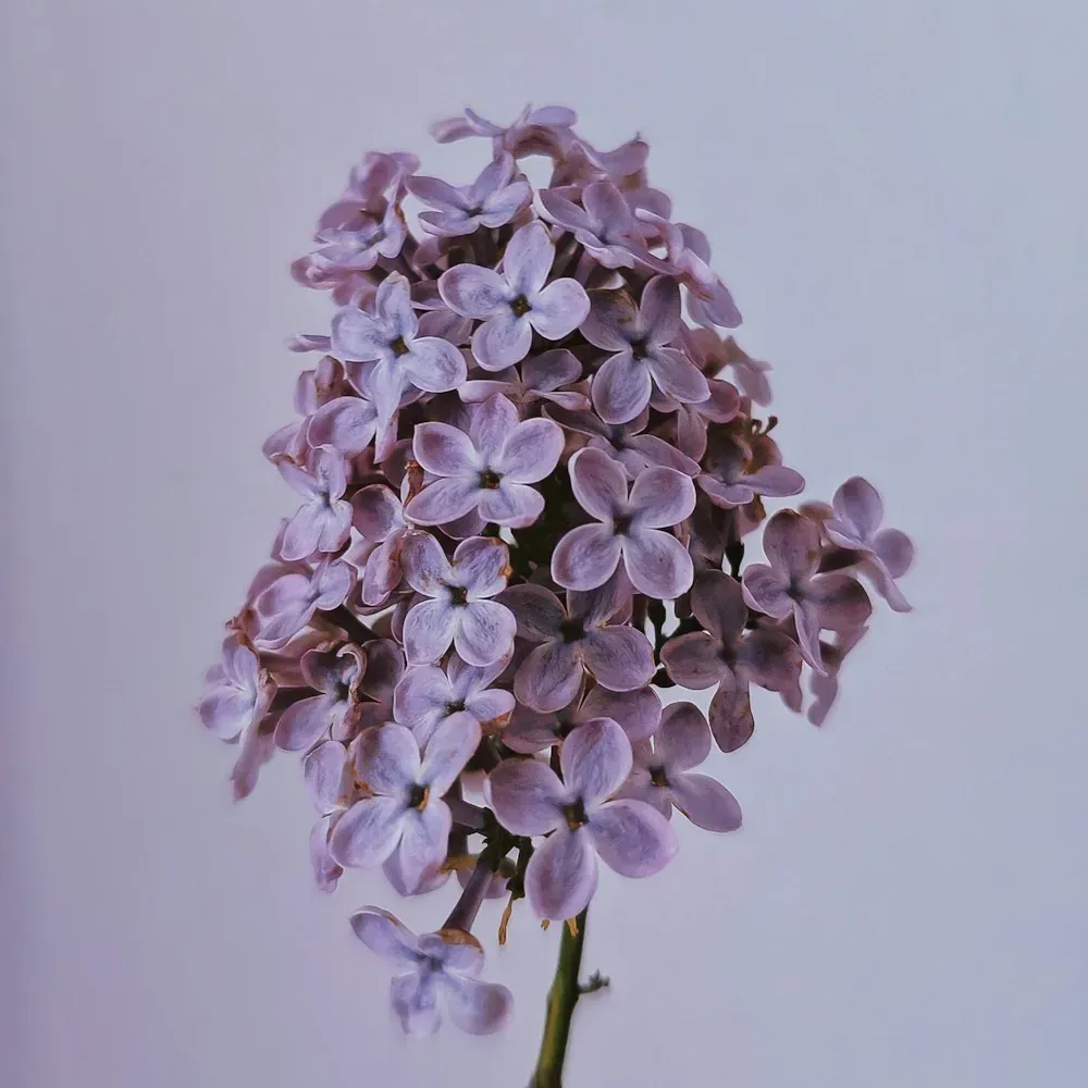 ليلك