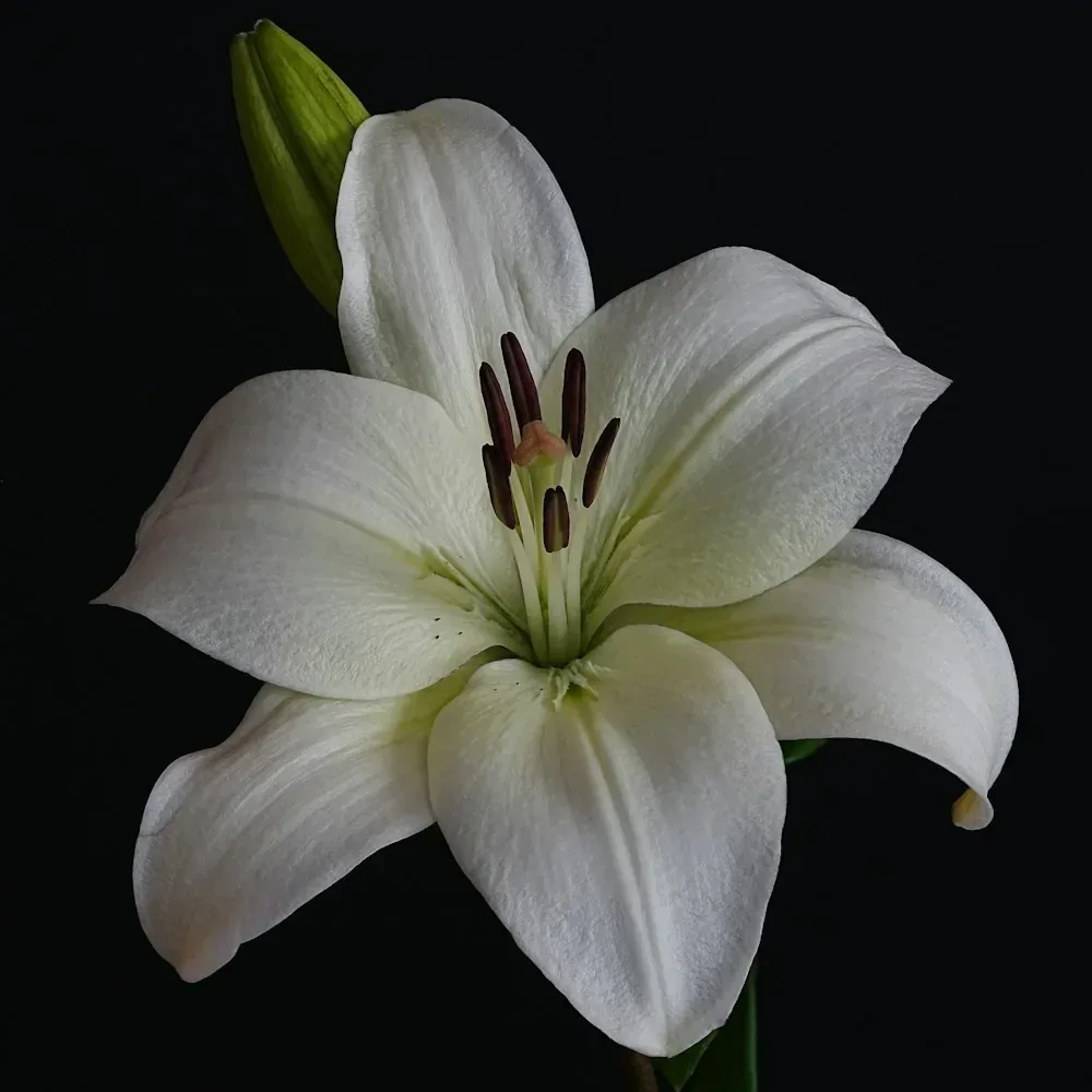 زنبق
