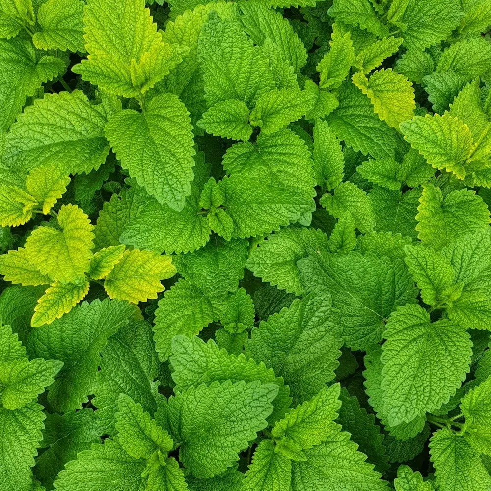 نعناع