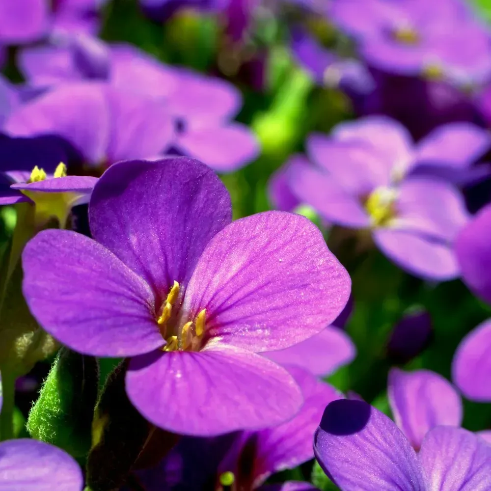 بنفسج